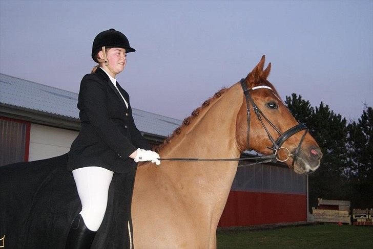 Dansk Varmblod Kafu ..J <3 billede 3