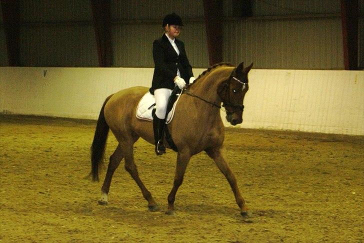 Dansk Varmblod Kafu ..J <3 billede 4