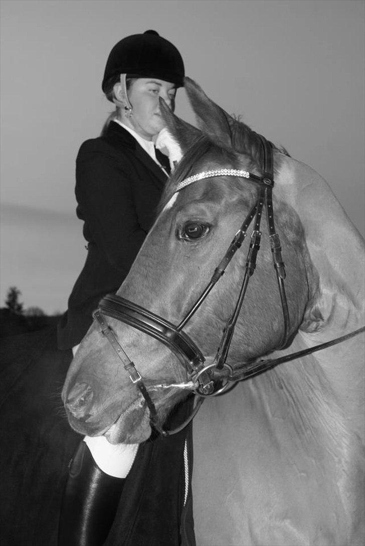 Dansk Varmblod Kafu ..J <3 billede 5