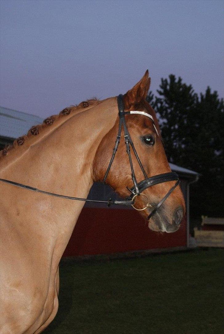 Dansk Varmblod Kafu ..J <3 billede 6