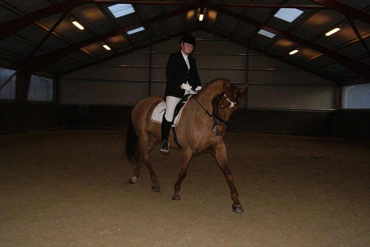 Dansk Varmblod Kafu ..J <3 billede 7