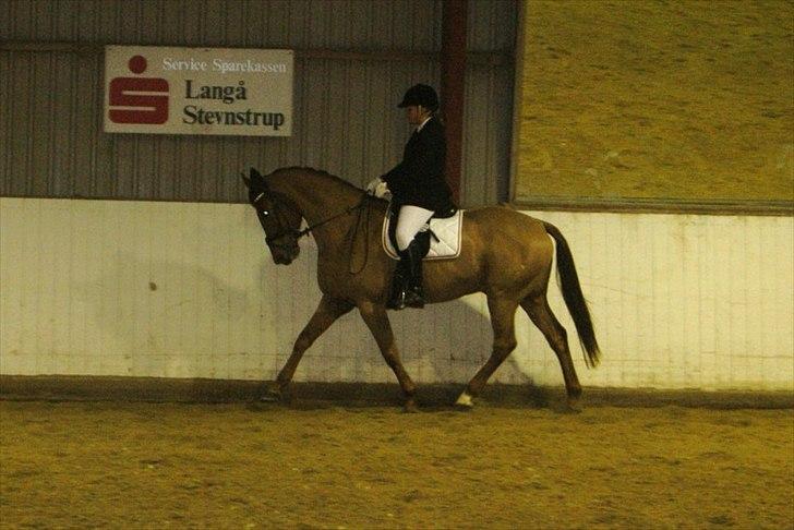 Dansk Varmblod Kafu ..J <3 billede 8