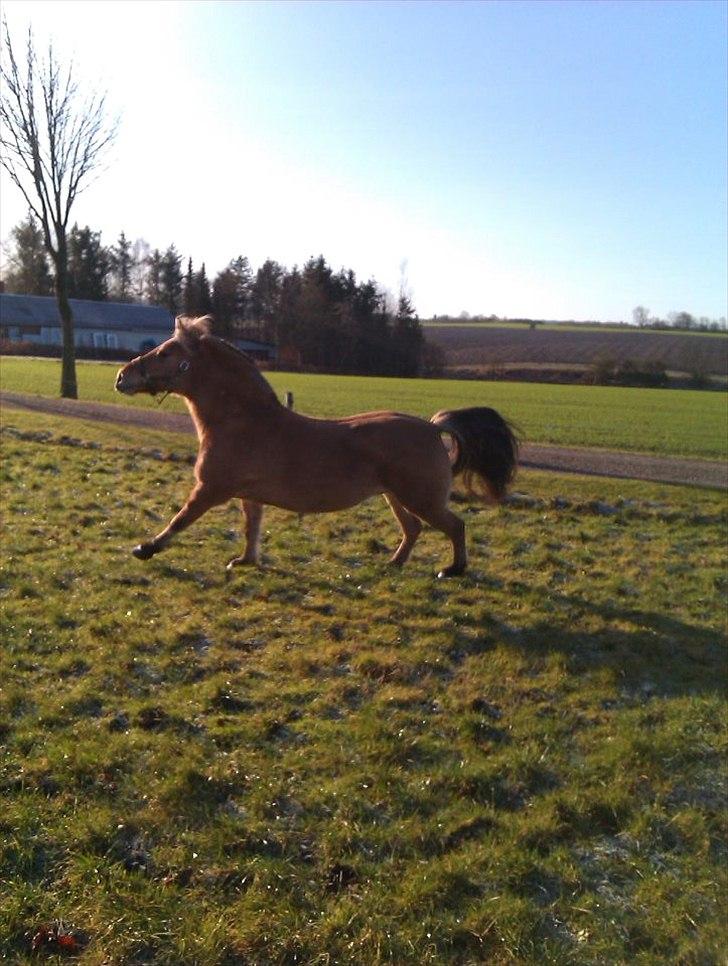 Anden særlig race Kikki <3<3 min prinsesse<3 - GALOP!!<3<3 billede 17