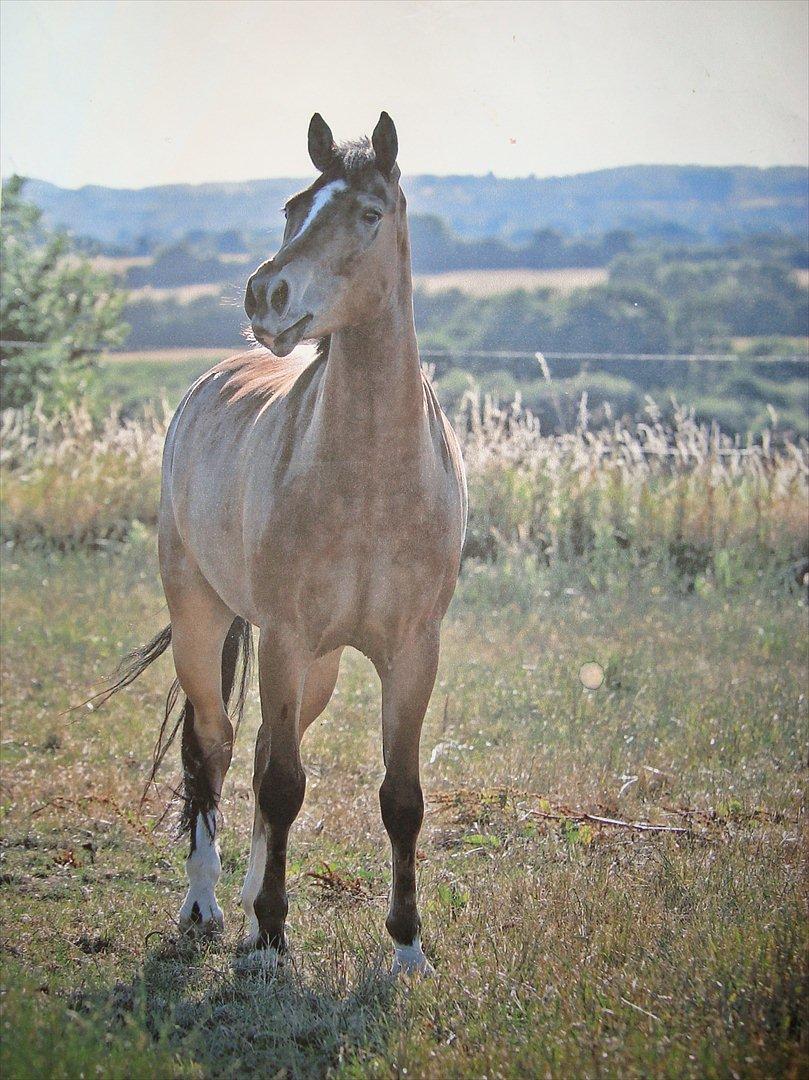 New Forest OM's Trulli *B-PONY* - Trunten som 4 års, ved Louise. billede 7