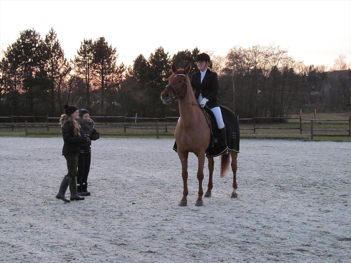 Dansk Varmblod Kafu ..J <3 billede 9