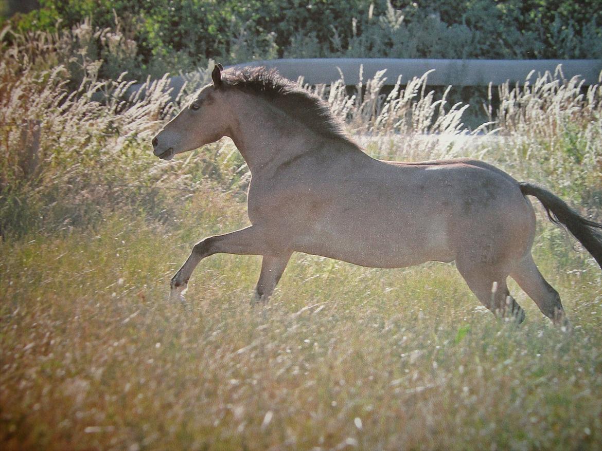 New Forest OM's Trulli *B-PONY* - Trunten som 4 års, ved Louise. billede 8