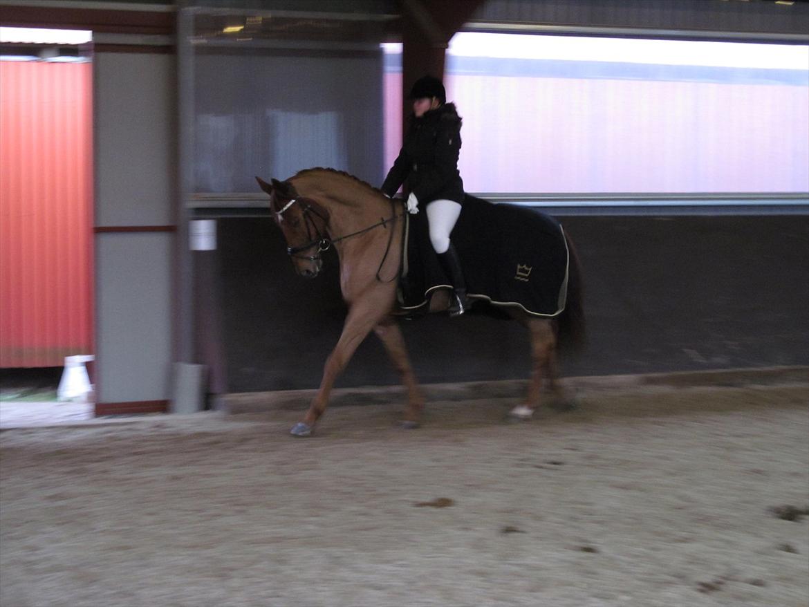 Dansk Varmblod Kafu ..J <3 billede 10