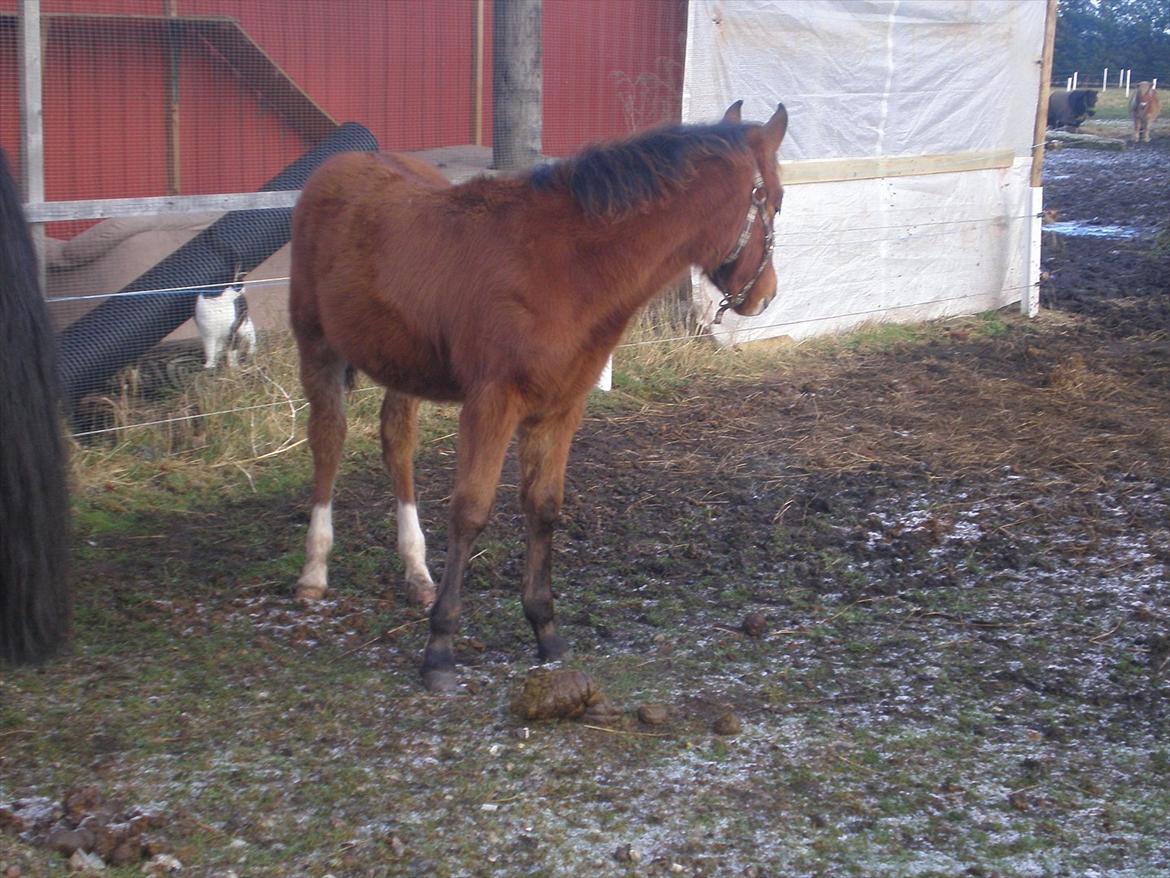 Anden særlig race Luka ( Luksen) - Hvad sker der over??
15 jan 2012 billede 19