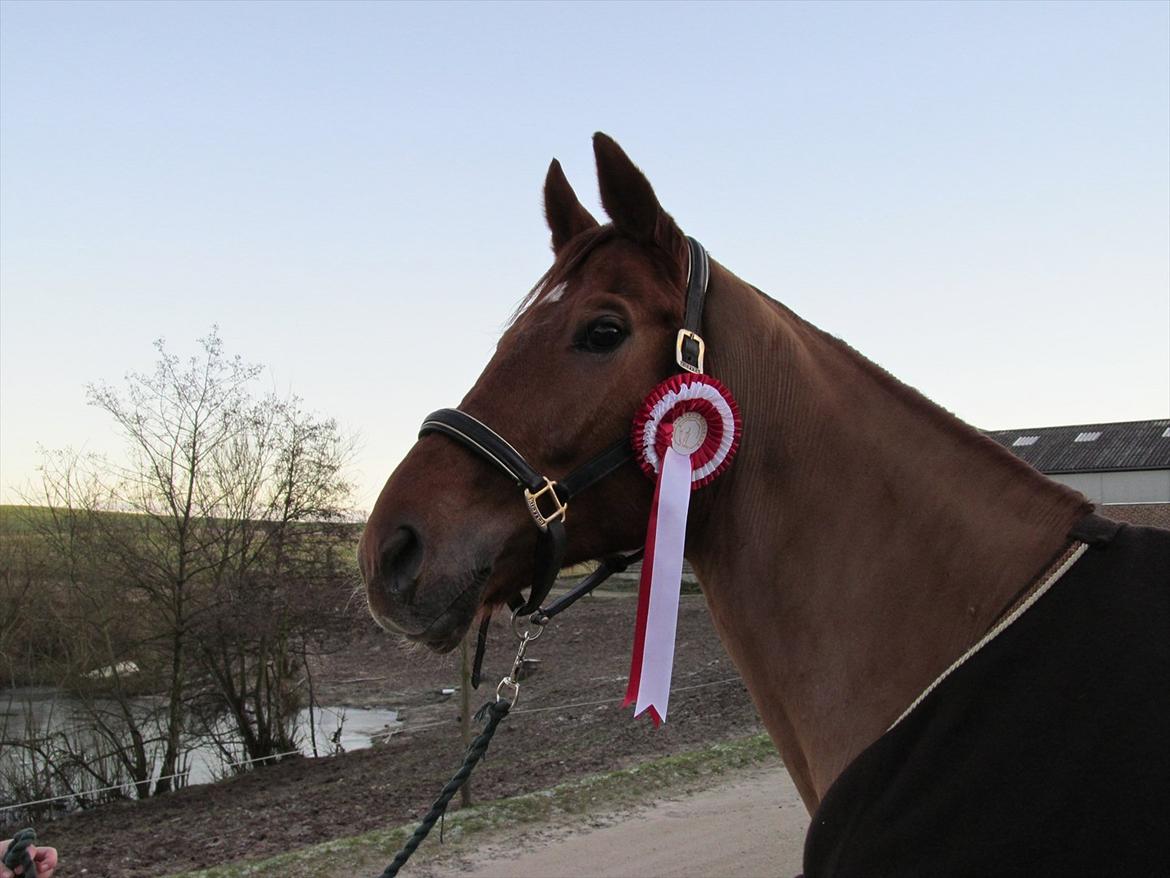 Dansk Varmblod Kafu ..J <3 billede 11