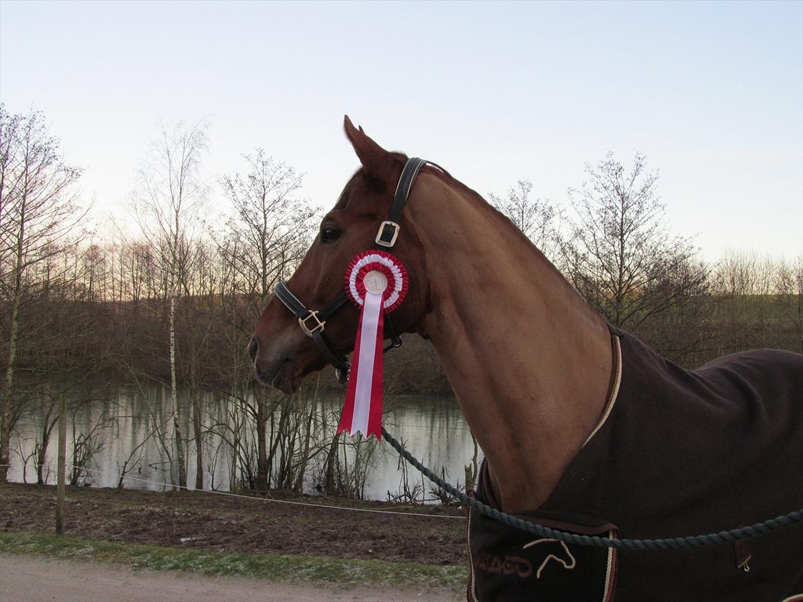 Dansk Varmblod Kafu ..J <3 billede 12