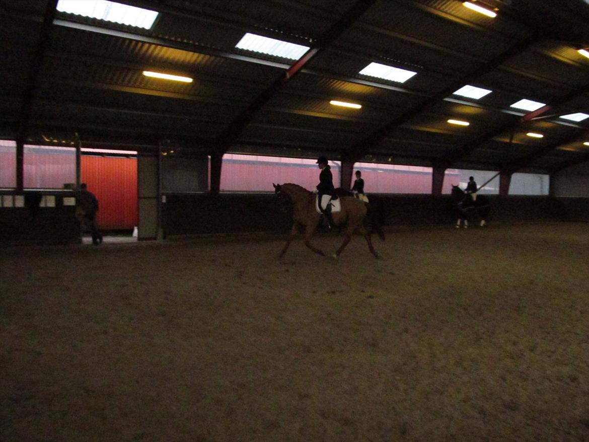 Dansk Varmblod Kafu ..J <3 billede 13