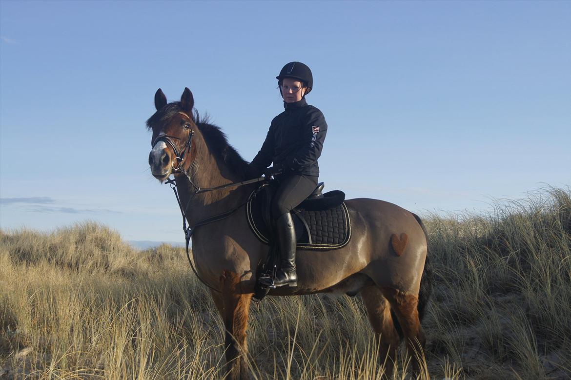 DSP Sir Oliver - På stranden.
 Foto: Charlotte H billede 15