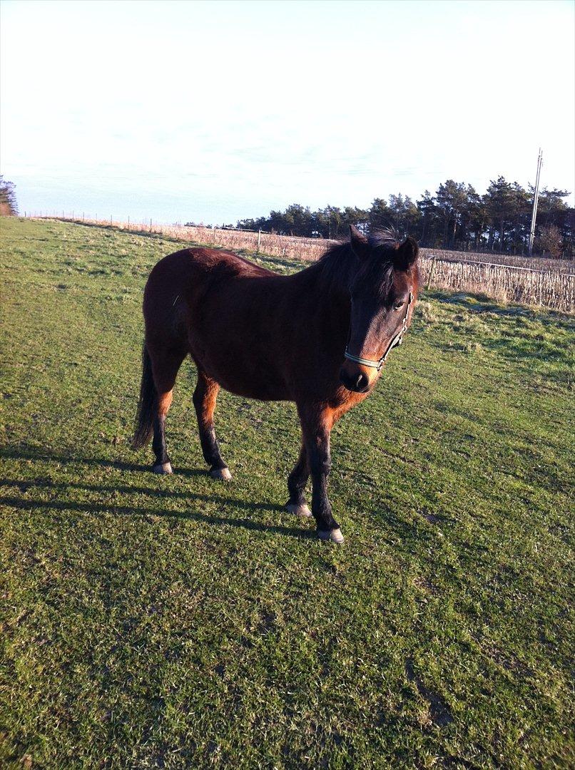 Anden særlig race Mambo ( pensionist) - 15.01.12 billede 19