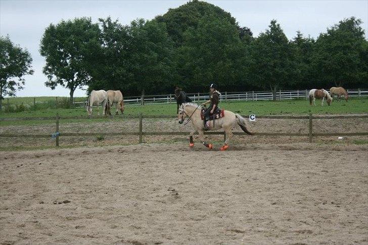 Fjordhest Eddie - #15 Nej, jeg er IKKE western rytter! Men Eds var dygtig! <3 billede 15