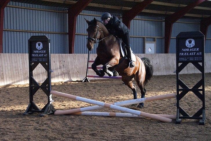 Oldenborg Fleur (Olga) - springning med olga 15 jan 12 billede 7