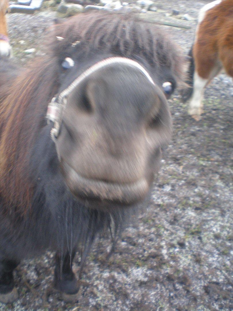 Shetlænder Kirkebakkens Regina ( Rille) - Hej med jer !!!!
15 jan 2012 billede 15
