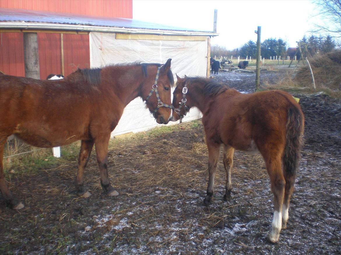 Hollandsk Sportspony Sokki ( soksen)( savnet for evigt ) - sokki og hendes dejlige dreng Luka <3
15 jan 2012 billede 18