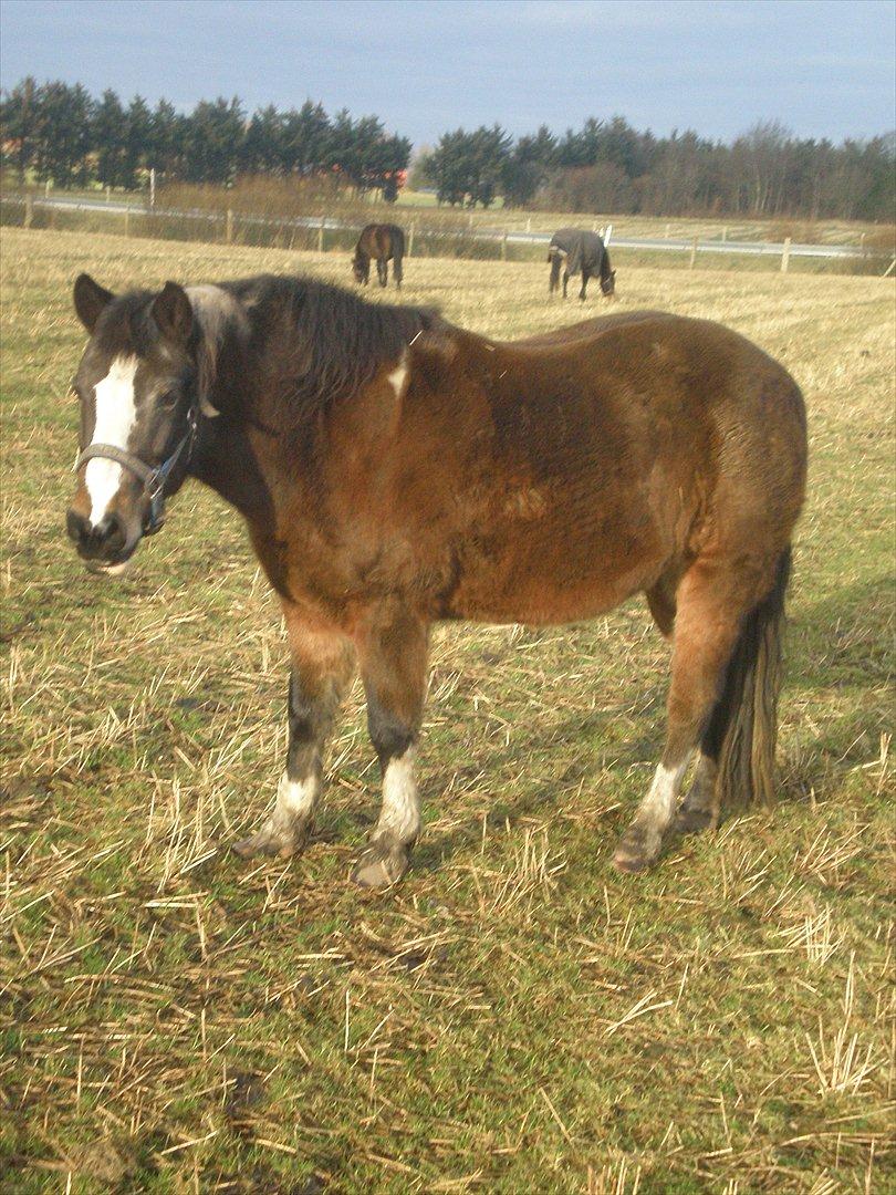 Anden særlig race Chico ( Bamse Far) Himmel pony ( savnet altid ) - 
15 jan 2012 billede 5