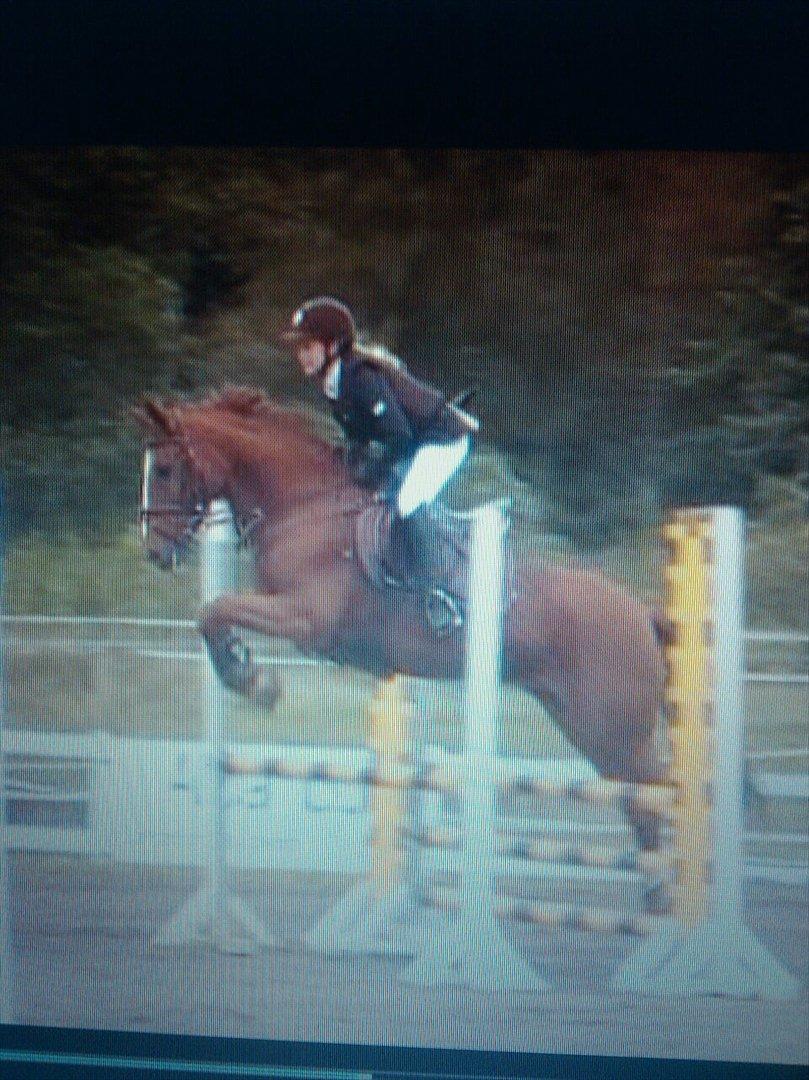 Anden særlig race Red Alert solgt - Lb I Boller:-) billede 14