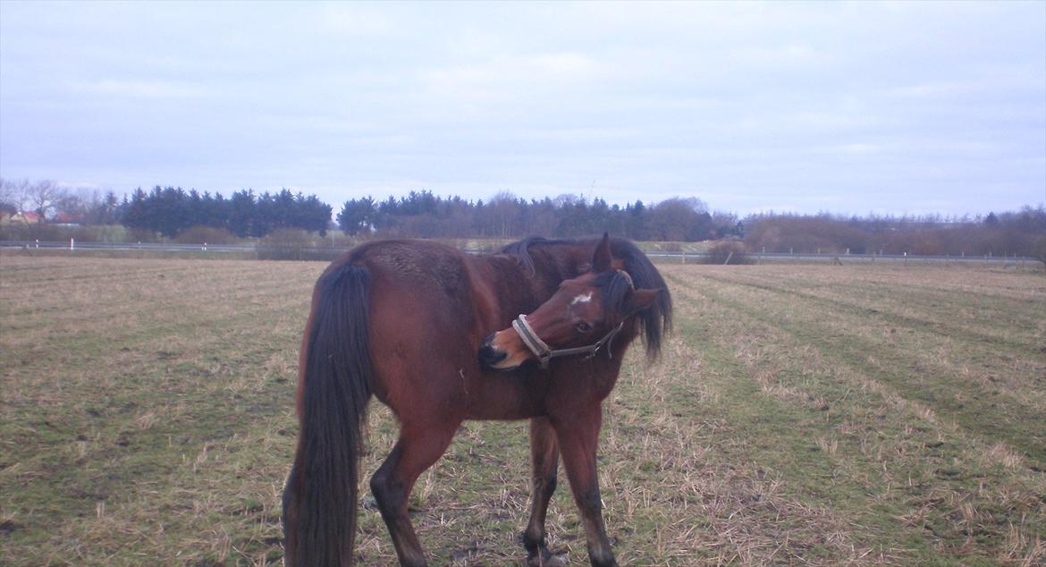 Traver Dear Marika  Himmel hest ( savnet meget) - ah  det klør !!!!
15 jan 2012 billede 10