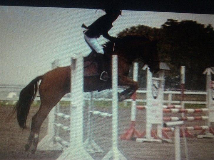 Anden særlig race Red Alert solgt billede 15