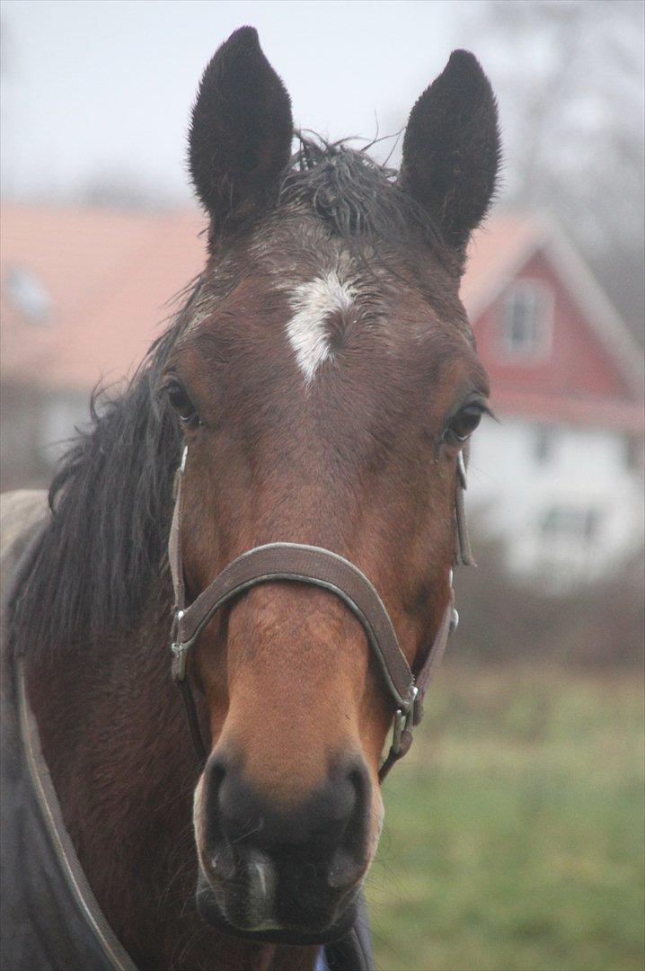 Holstener Møldams Columbus - dejlig beskidt hest, 1. januar 2012 :) billede 5
