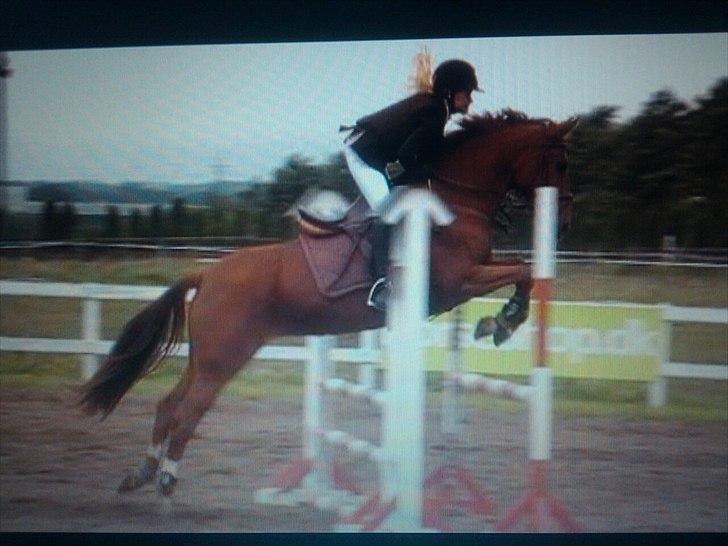 Anden særlig race Red Alert solgt billede 17