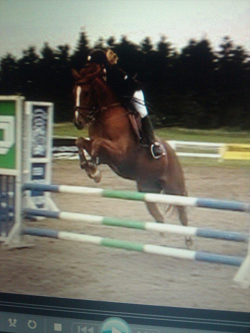 Anden særlig race Red Alert solgt billede 18