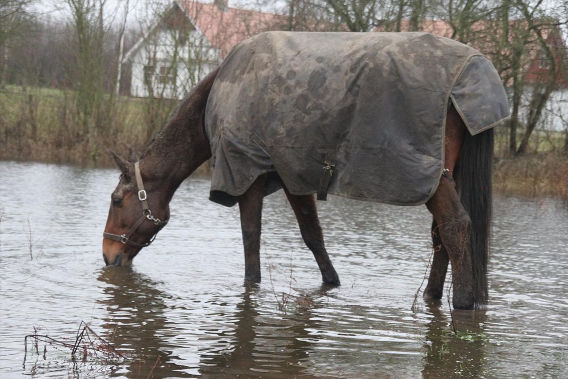 Holstener Møldams Columbus - ja, det er så min fjollede hest, som er bange for vandpytter!! hehe, søer er jo noget helt andet :D billede 10