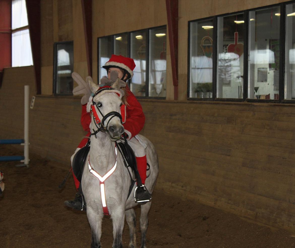 Welsh Pony (sec B) -Smilla - Første stævne jul billede 6