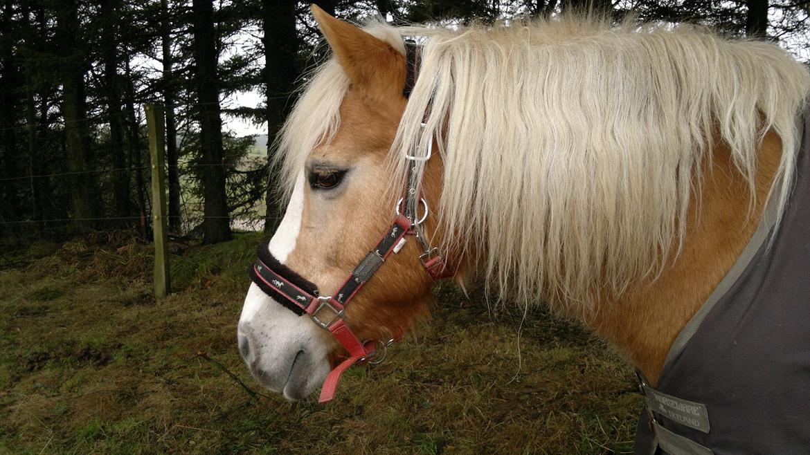 Haflinger MayBee + RIP + billede 19