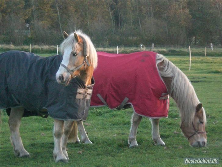 Haflinger MayBee + RIP + - Maybee og Natachia billede 13