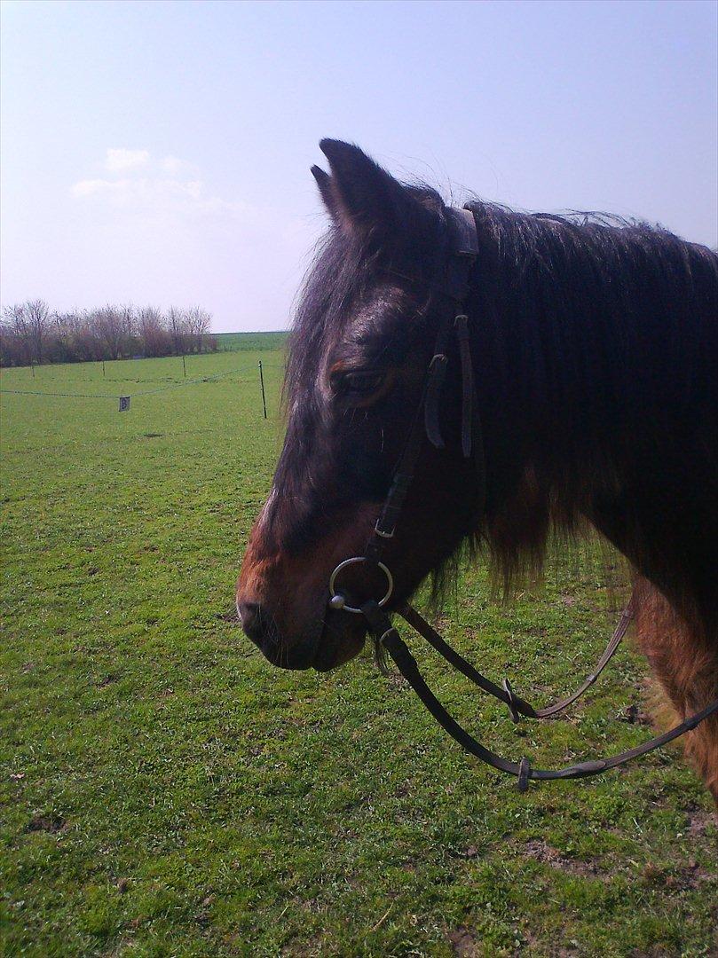 Anden særlig race Flicka - Jeg ved enlig ikke om vi er skabt for hinanden! men vi har mer end kærlighed!<3 billede 18