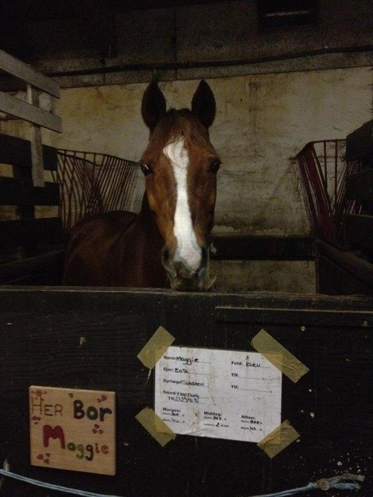 Anden særlig race Maggie<3 - Fine maggie i boksen!<3 billede 2