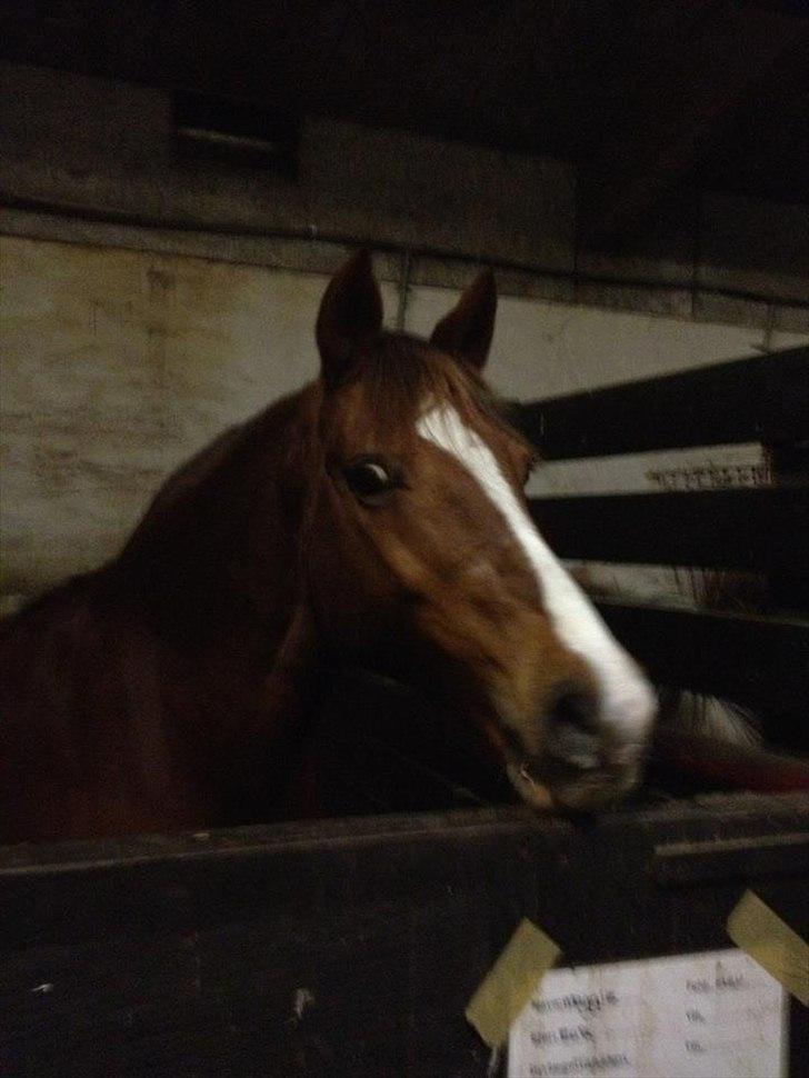 Anden særlig race Maggie<3 - du er dejlig!<3 billede 3