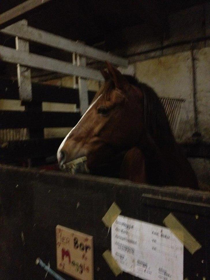 Anden særlig race Maggie<3 - Love you! :-* billede 4