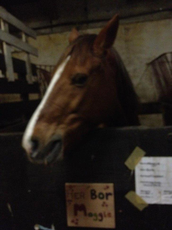 Anden særlig race Maggie<3 - Lidt slørret(; billede 6