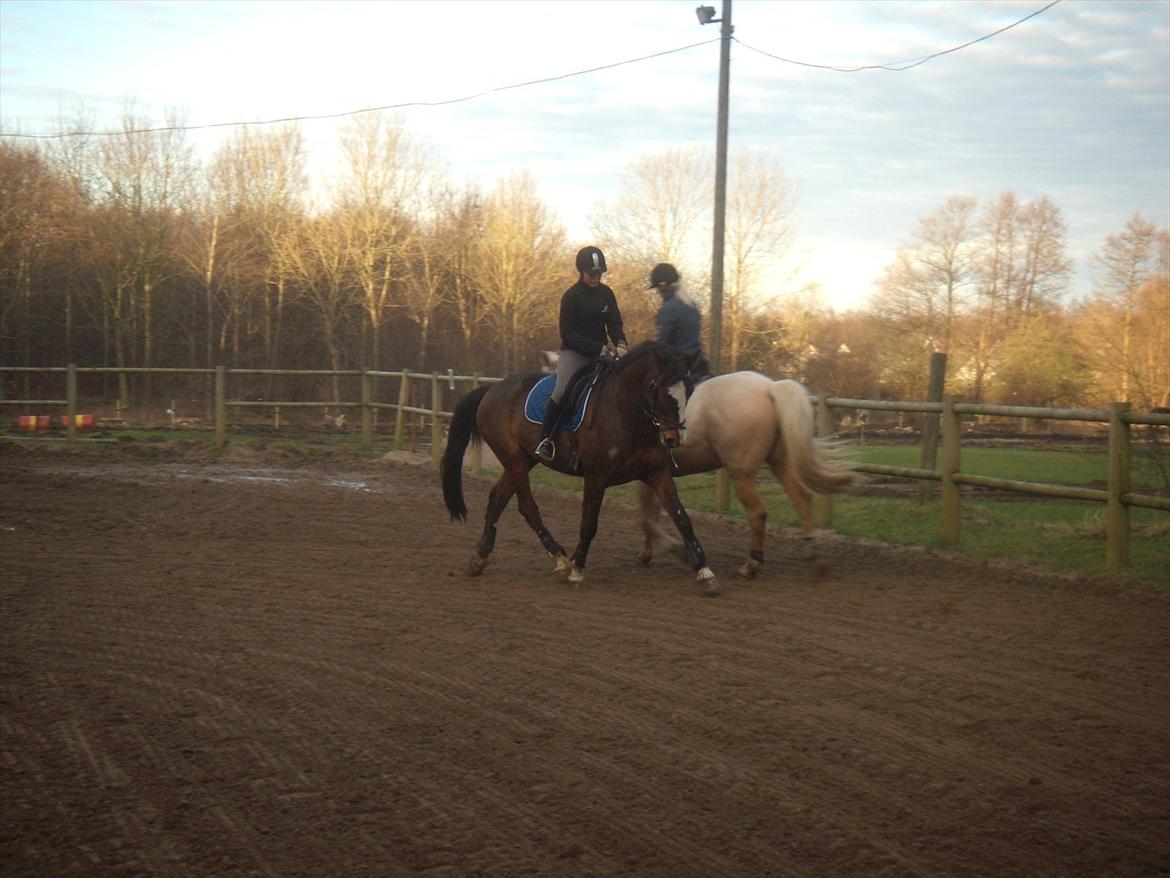 Dansk Varmblod Duelundgårds McKinney - Jan. 2012 billede 11