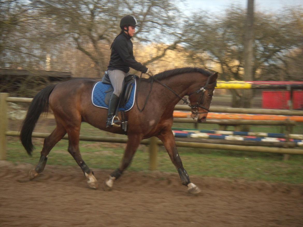 Dansk Varmblod Duelundgårds McKinney billede 3