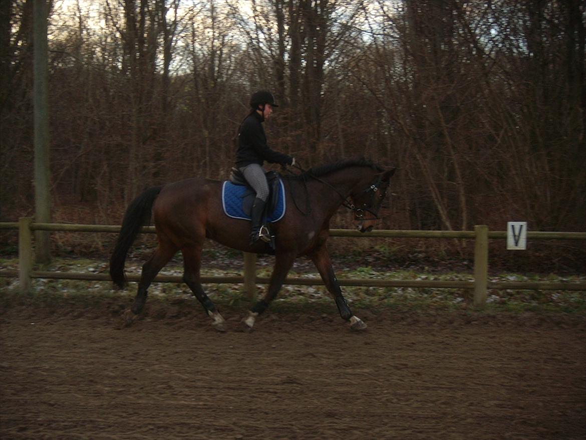 Dansk Varmblod Duelundgårds McKinney billede 12