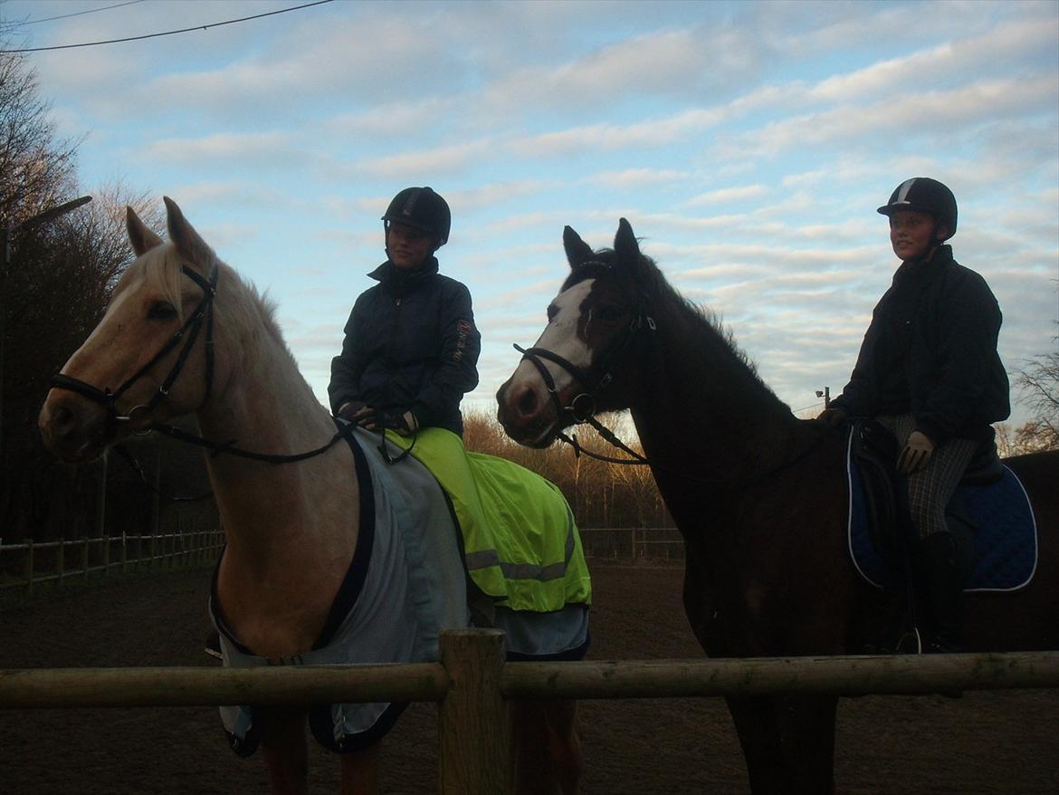 Dansk Varmblod Duelundgårds McKinney - De to dejlige basseheste <3  billede 13