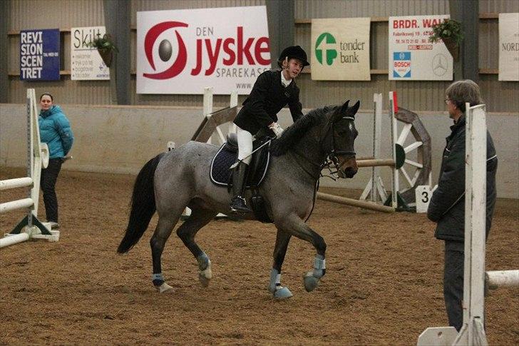 Anden særlig race Morepark Hennessy - <3 billede 5