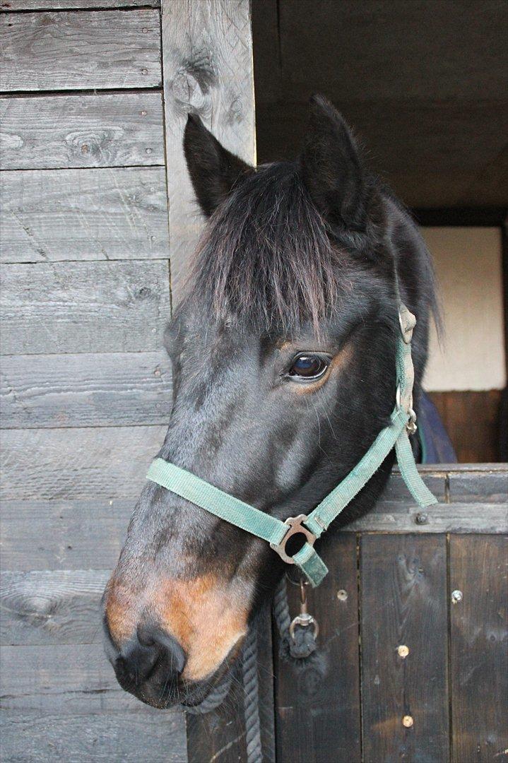 Anden særlig race Krumme *Part* - Velkommen til Krummes profil :D billede 3