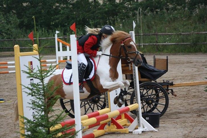Pinto Miss Mercery  - Lc** billede 3