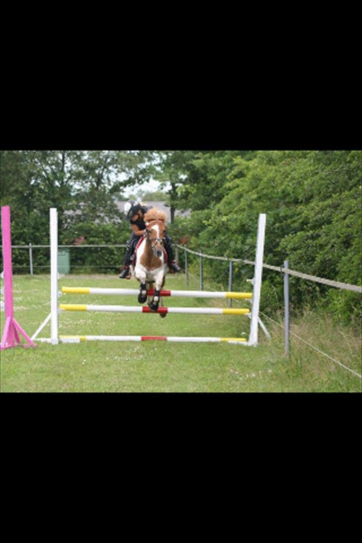 Pinto Miss Mercery  - 90 cm  billede 2