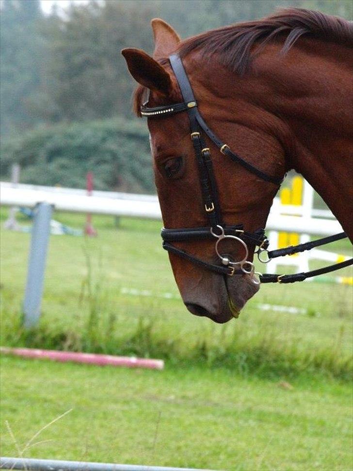 Holstener ARMANI CODE billede 1