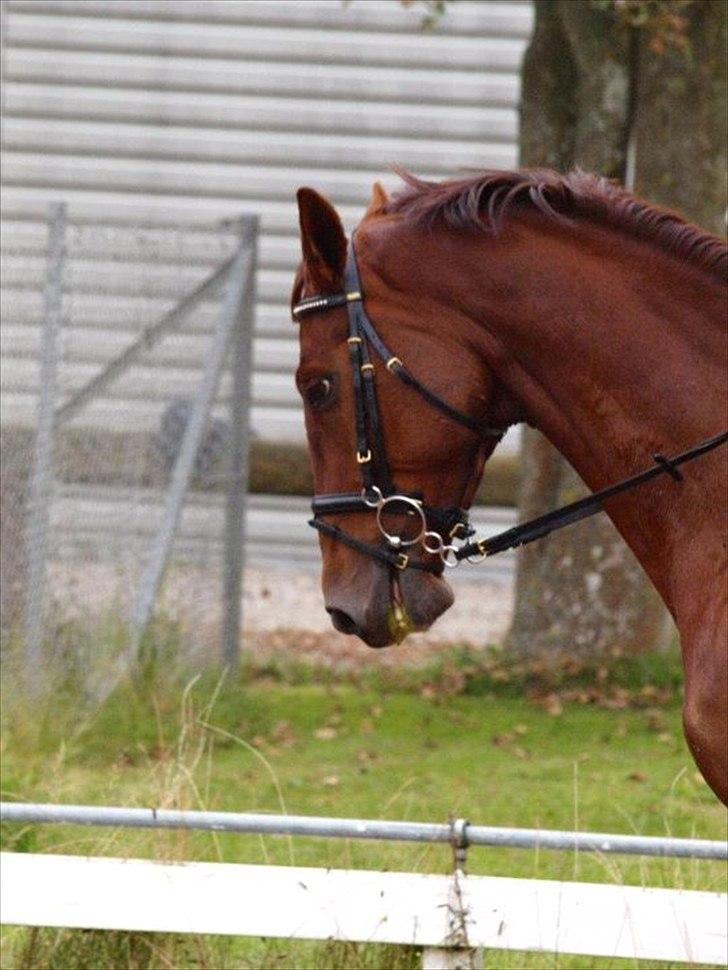 Holstener ARMANI CODE billede 10