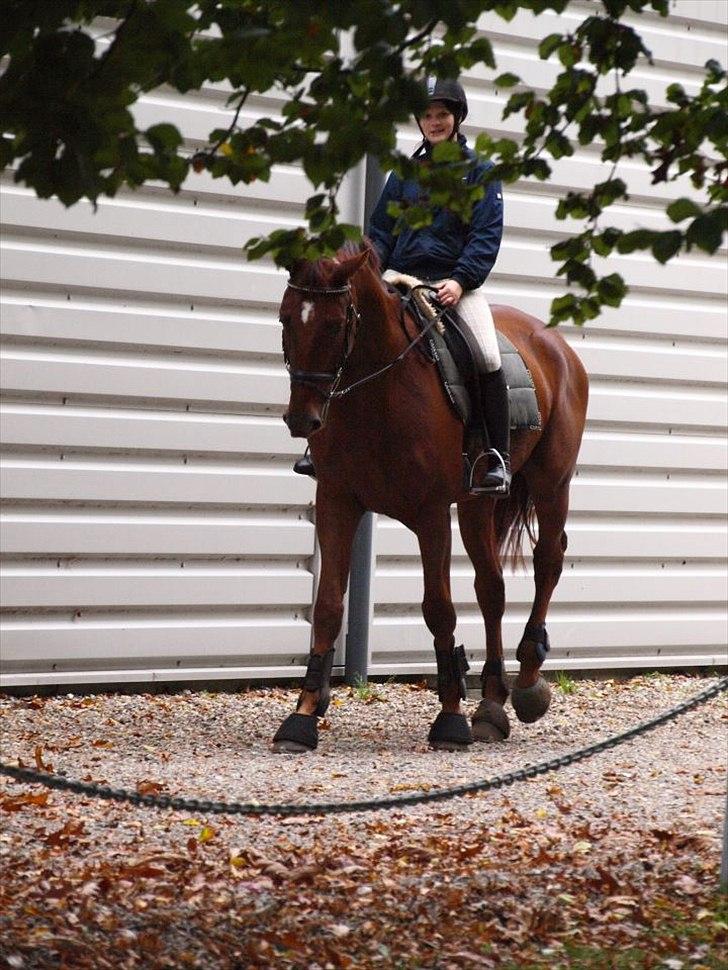 Holstener ARMANI CODE billede 11