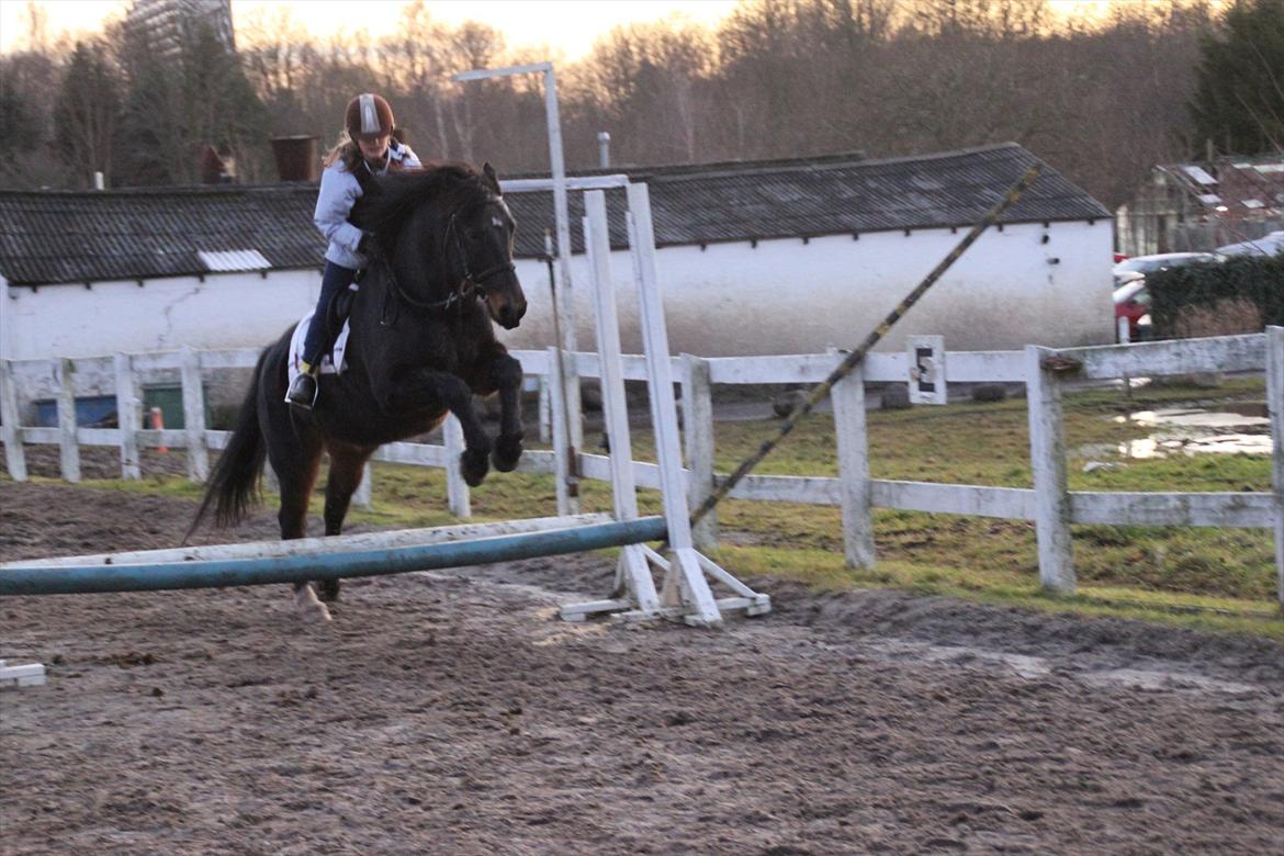 Anden særlig race Krumme *Part* billede 4