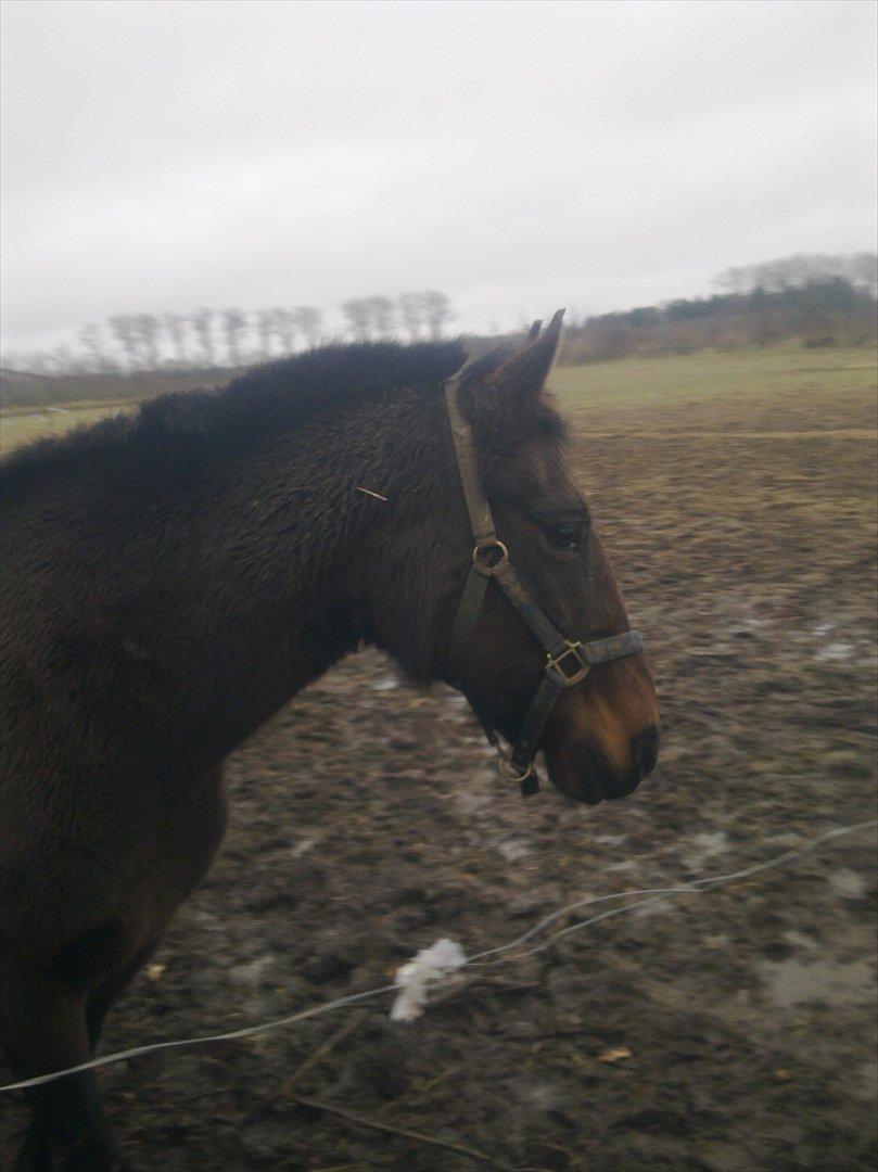 Anden særlig race Ladie billede 13